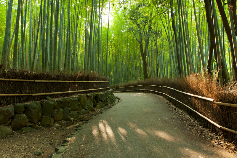 Arashiyama Bamboo Grove – Kyoto’s mystical bamboo forest.