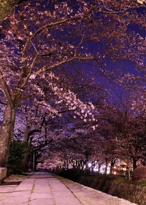 Philosopher's Path Night Sakura