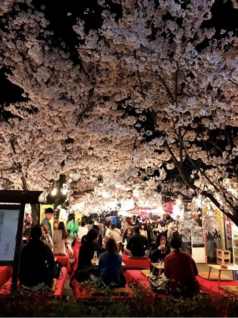 Maruyama Park Night Sakura