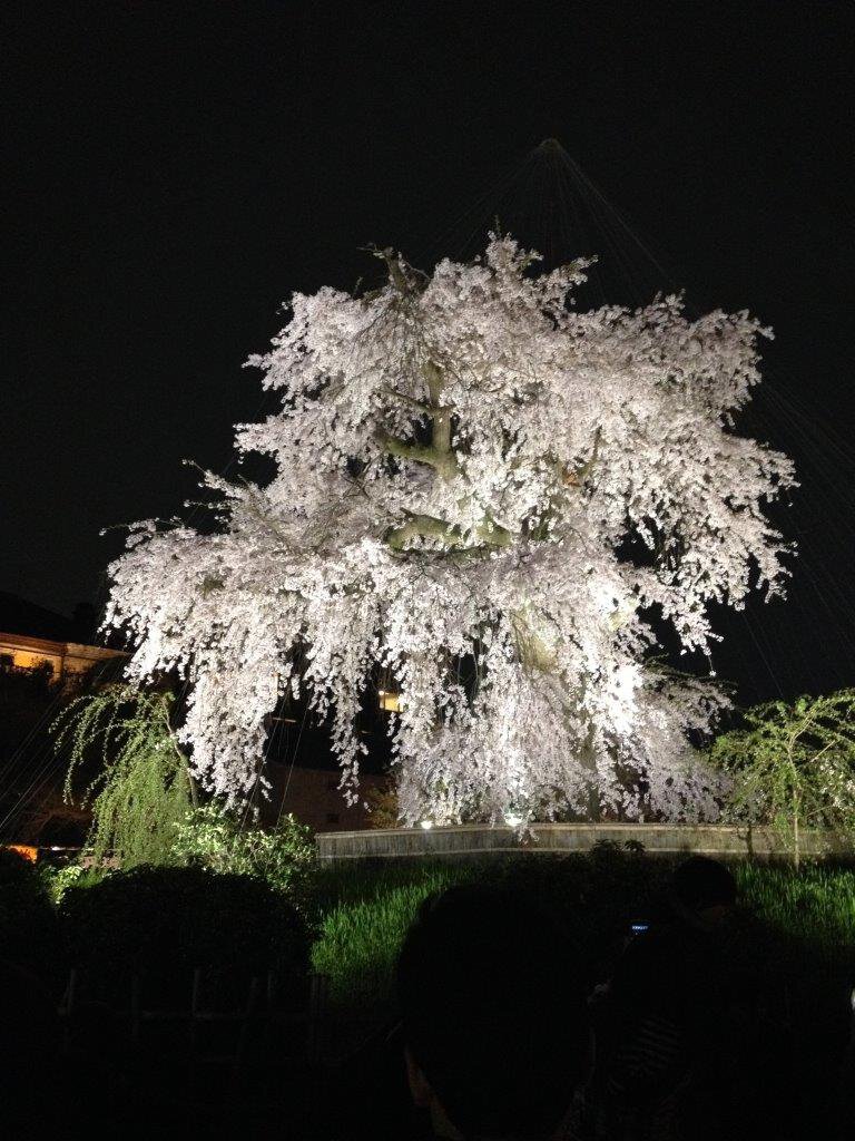 Maruyama Park Night Sakura