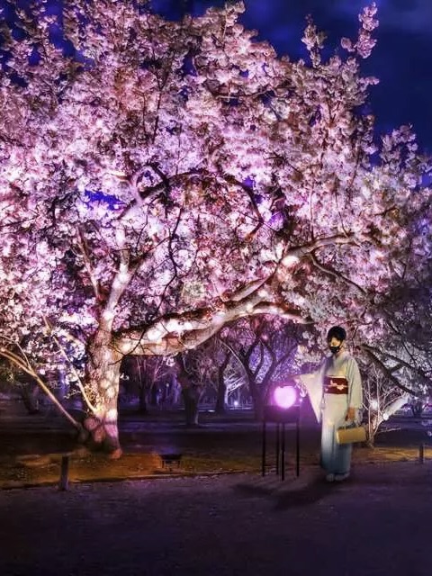 Nijo Castle Night Sakura