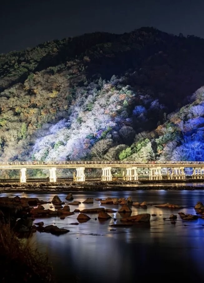 Arashiyama Night Sakura