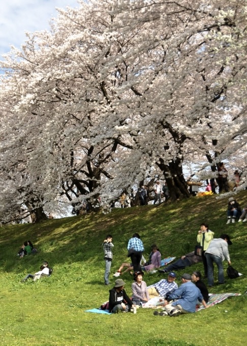 Hanami Picnic in Kyoto