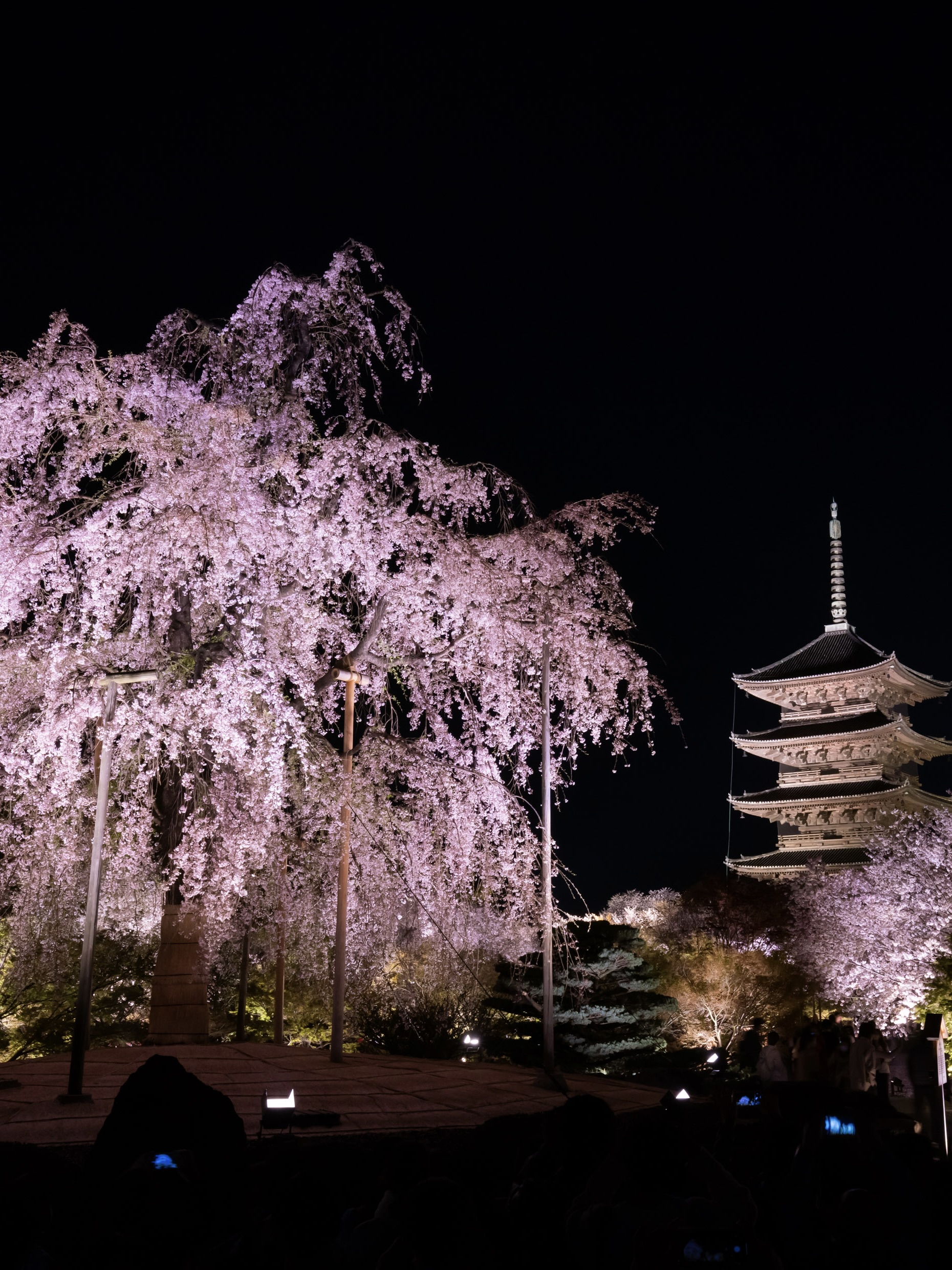 Kyoto Night Cherry Blossoms