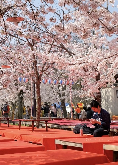 Maruyama Park Sakura