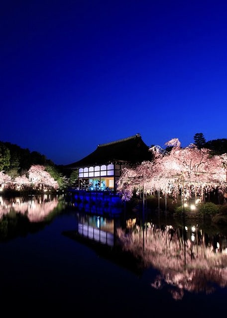 Heian Shrine Night Sakura