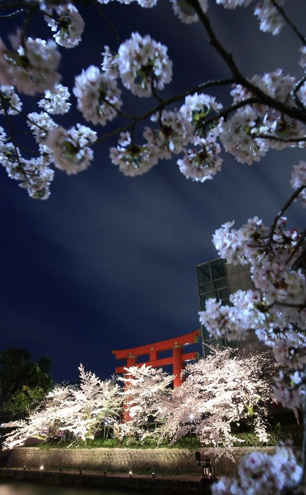 Okazaki Area Night Sakura